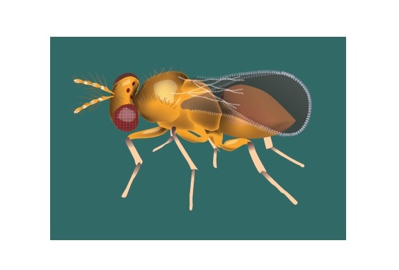 Lotta biologica alla piralide del mais